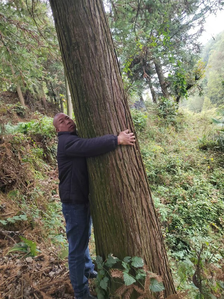 织金香杉交易案例