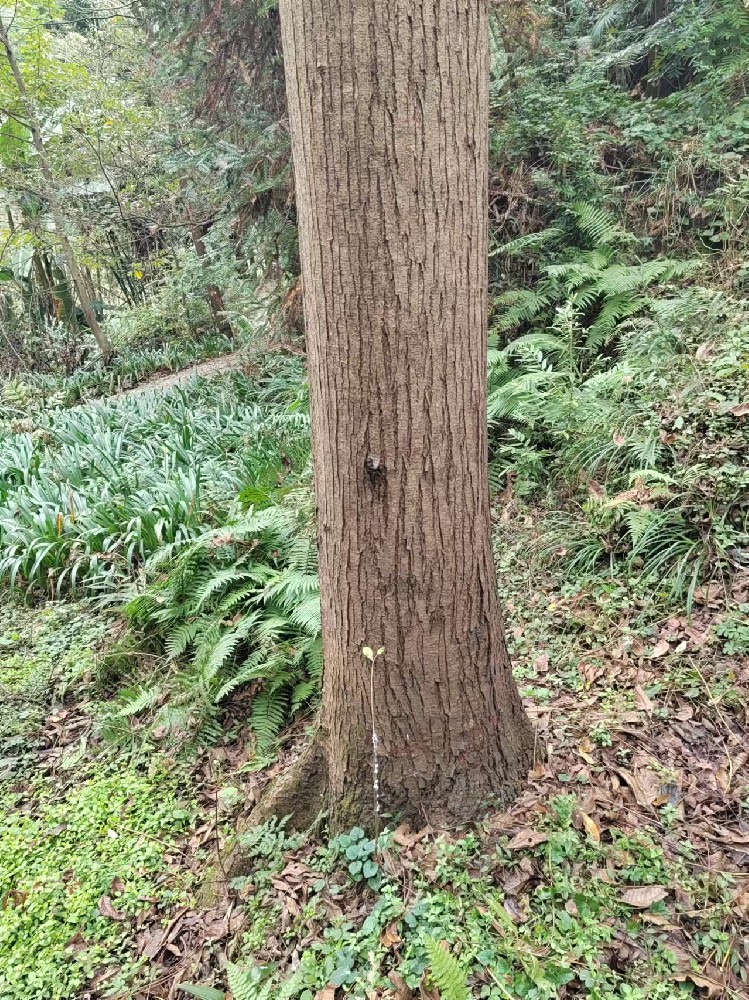 红椿产品